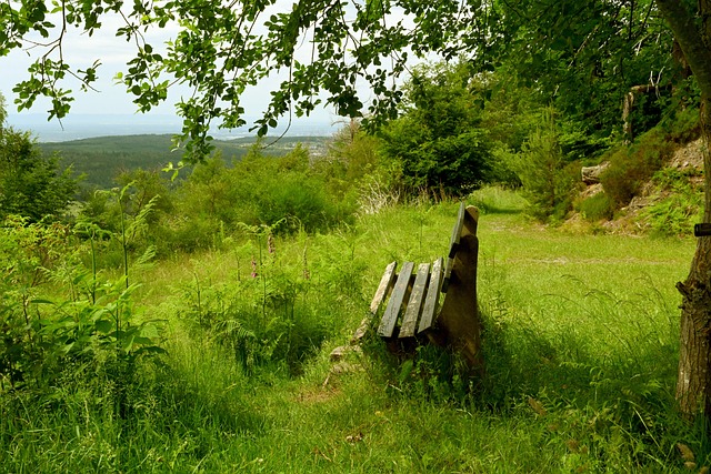 智慧与勇气 智慧与勇气